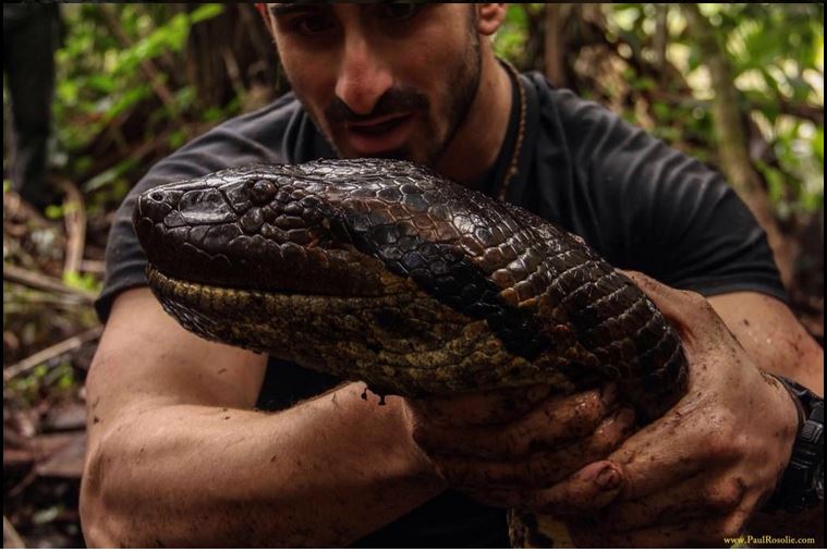 serpente che mangia｜TikTok Search