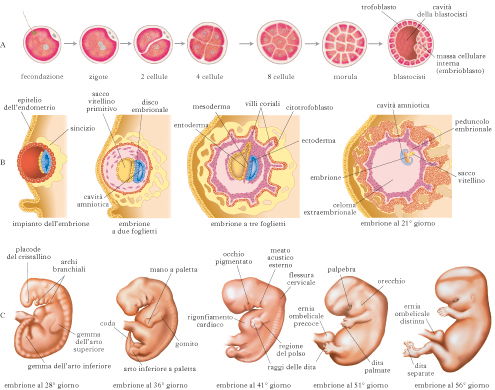 Aborto, novello Erode article-post