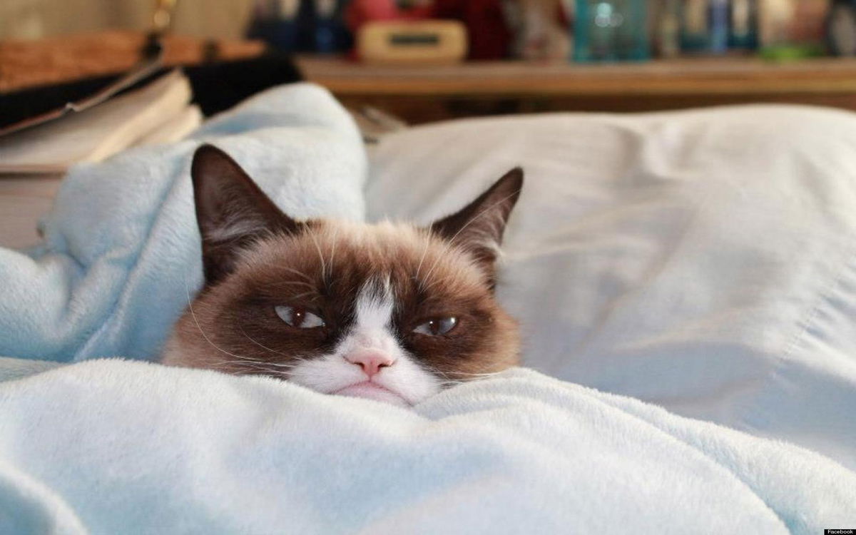 Grumpy Cat? Serious Business!1! article-post
