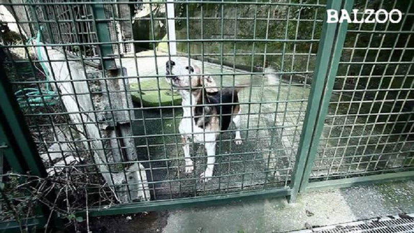 reati contro animali depenalizzazione