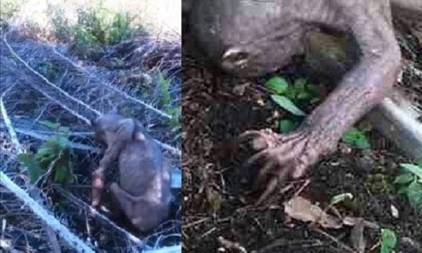 L'alieno scoperto in Borneo non è un alieno (e la sua storia è molto più triste) article-post