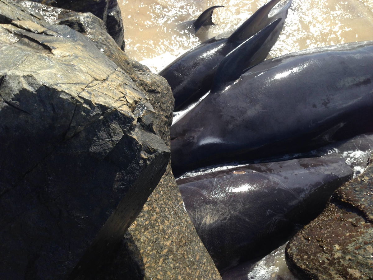 Le nove balene morte spiaggiate nel porto di Bunbury in Australia article-post