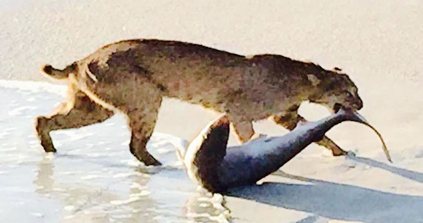La lince che si fa lo spuntino con uno squalo article-post