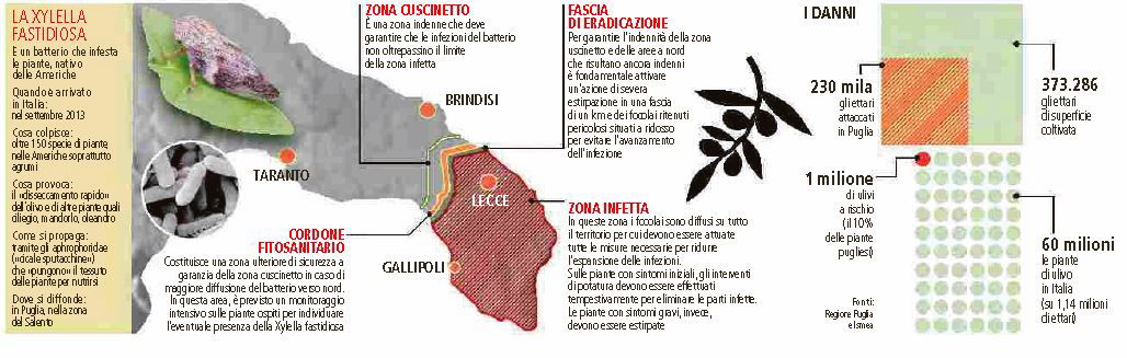 xylella fastidiosa