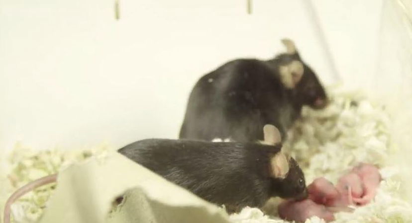Stop Vivisection: Nature contro la proposta italiana article-post