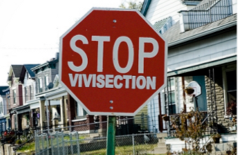 Stop Vivisection bocciata: una vittoria per la scienza article-post