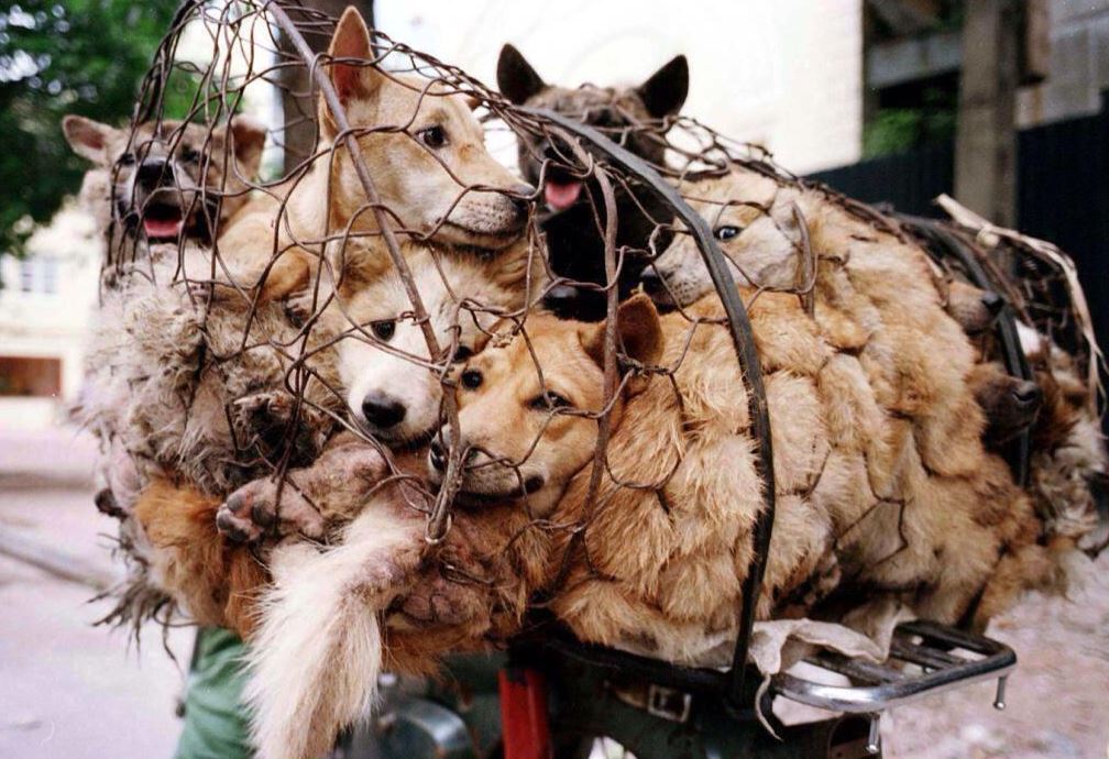 La petizione per fermare il Festival cinese della carne di cane article-post