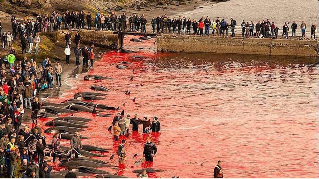 Cosa c'è dietro la battaglia tra ambientalisti e abitanti delle Faer Øer article-post