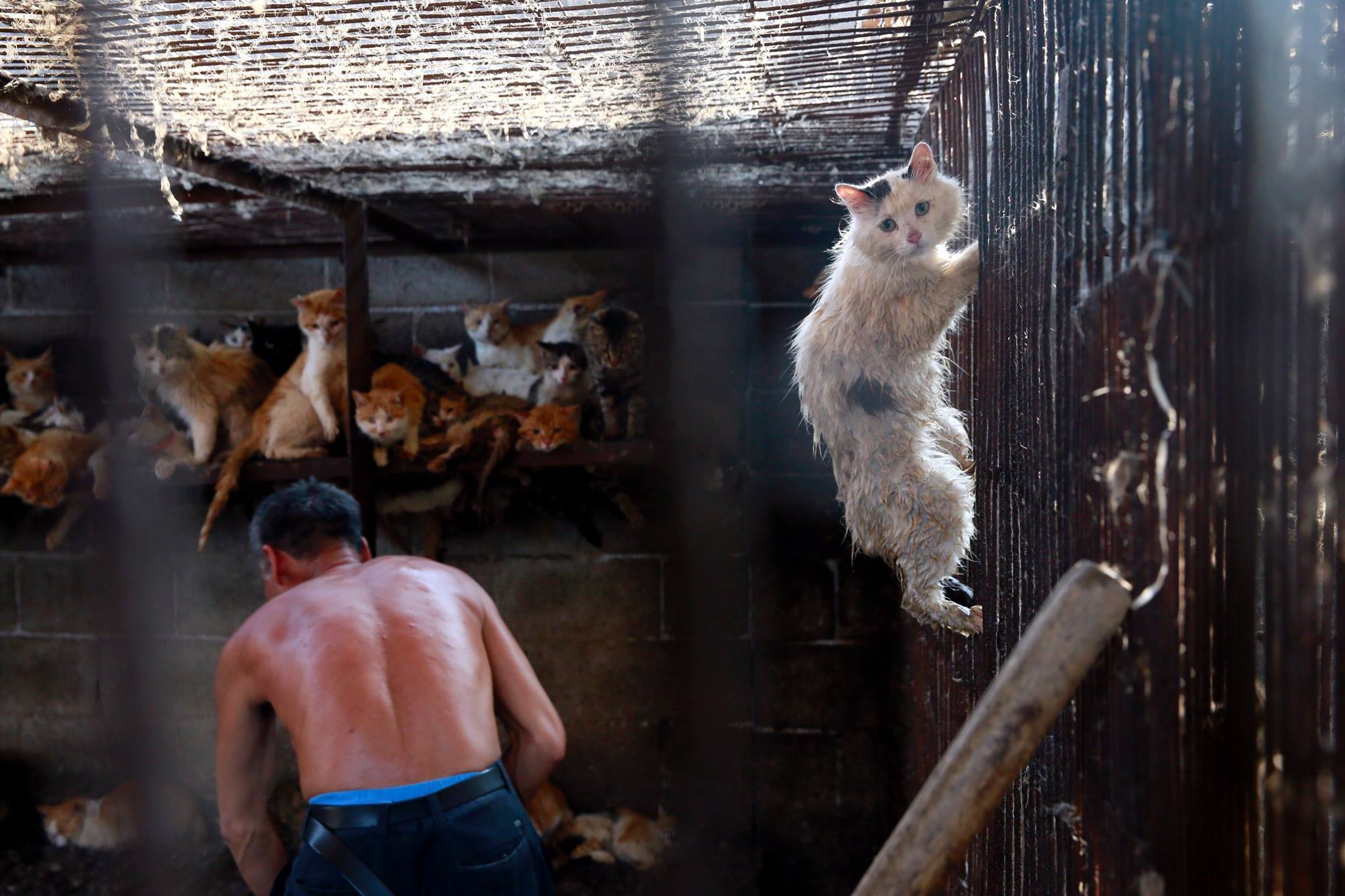 La storia del gattino salvato dagli animalisti al Festival di Yulin