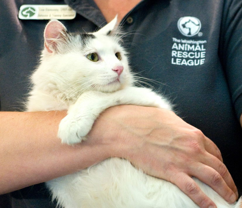 La storia del gattino salvato dagli animalisti al Festival di Yulin article-post