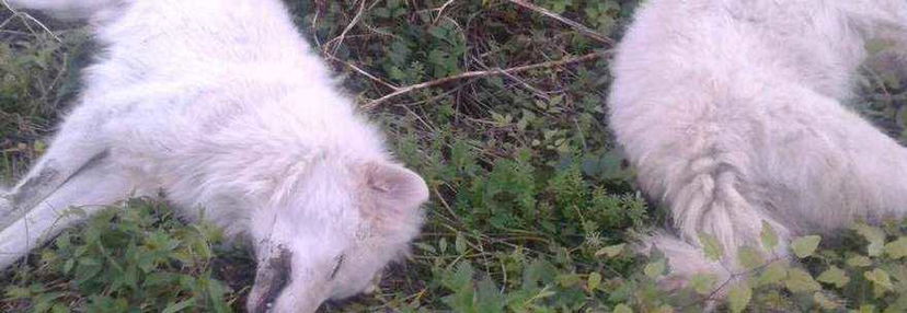 Alessandro Cannavacciuolo: chi ha avvelenato i cani dell'attivista della Terra dei Fuochi? article-post