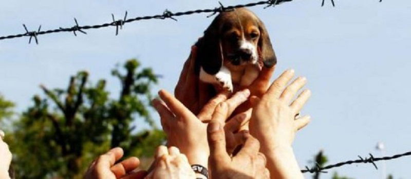 Green Hill: le condanne per l'allevamento di cani beagle di Montichiari article-post