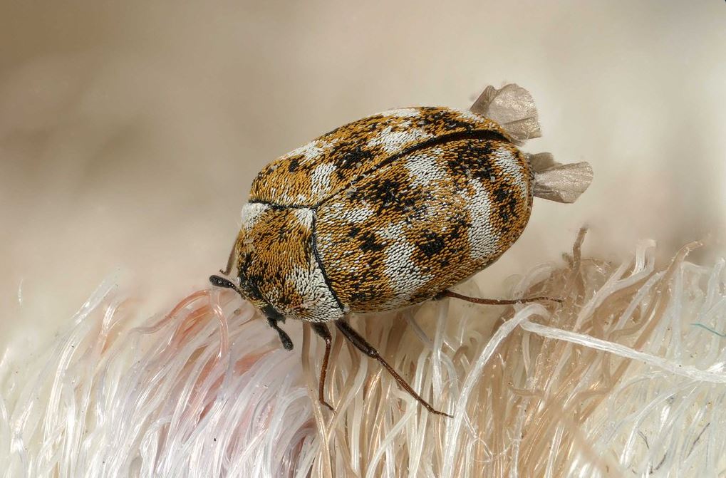 insetti zoo abitazioni ricerca - 1