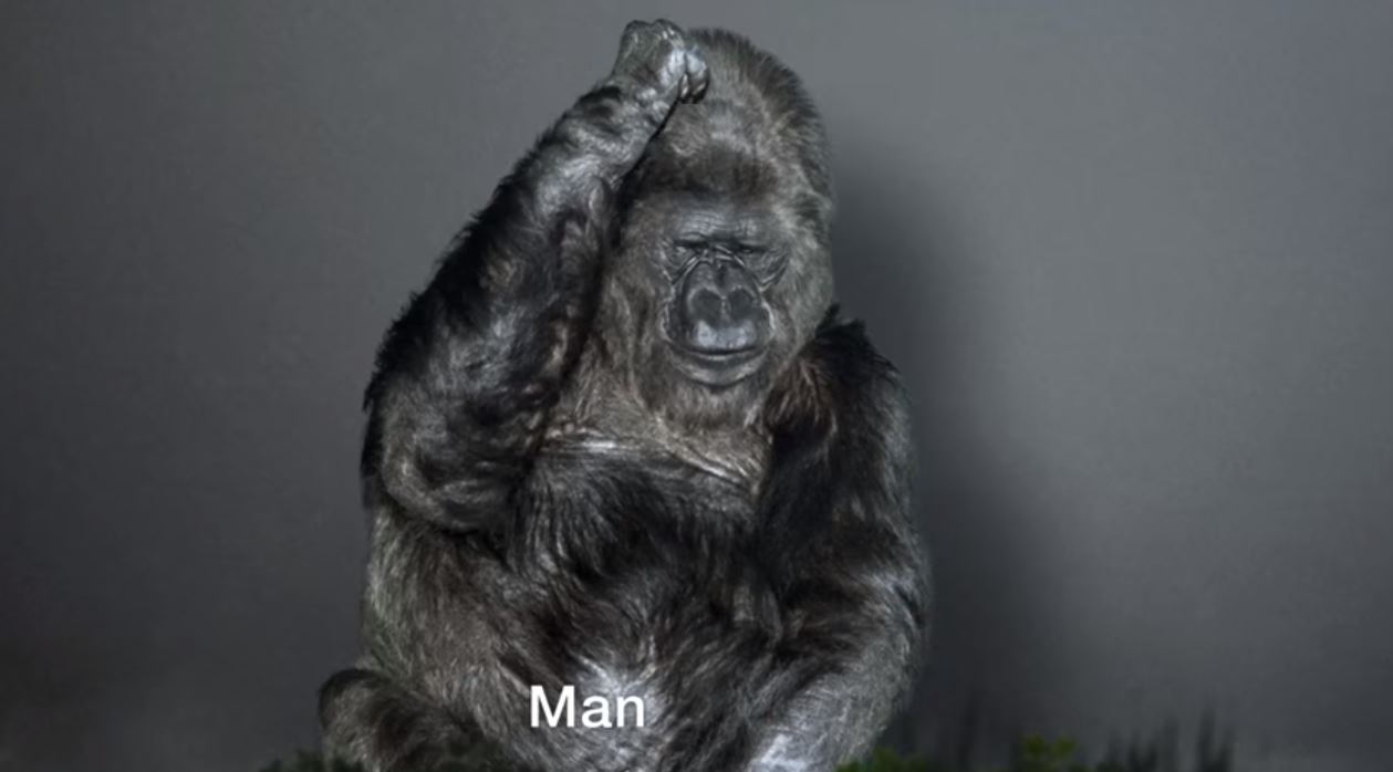 koko gorilla riscaldamento globale video - 2