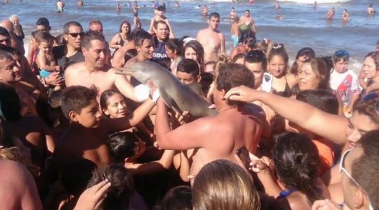 delfino muore selfie argentina - 1