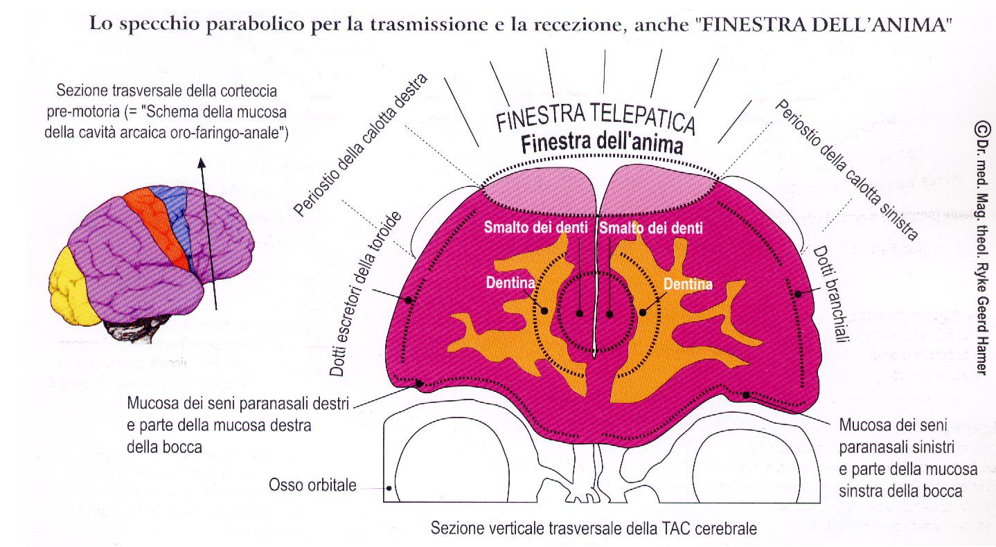 metodo hamer teoria hamer