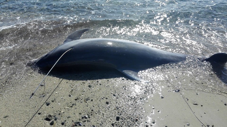 delfino ucciso capo carbonara 1