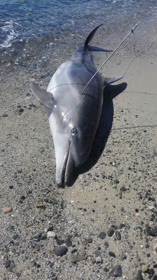 delfino ucciso capo carbonara 2