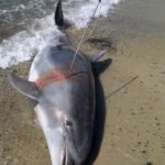 delfino ucciso capo carbonara 3