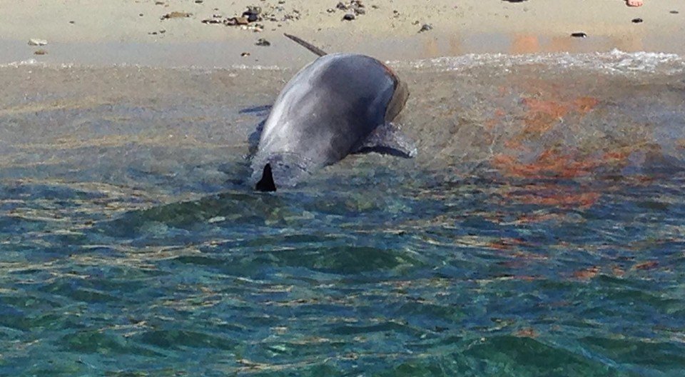delfino ucciso capo carbonara 5