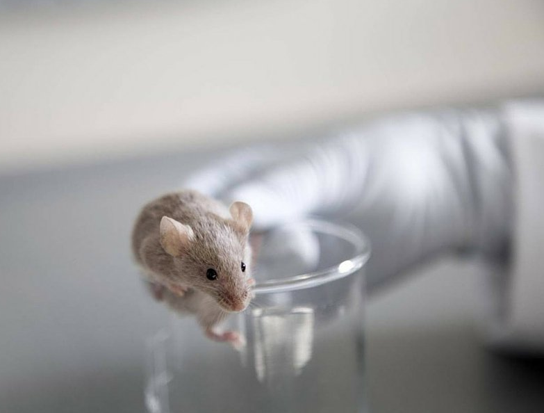 Perché l'Europa bacchetta l'Italia sulla sperimentazione animale e sulla ricerca scientifica article-post