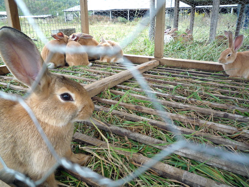 La guerra scema tra animalisti sul coniglio morto ammazzato article-post