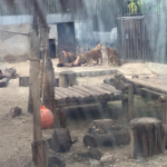 zoo suicida leoni nudo santiago cile - 2