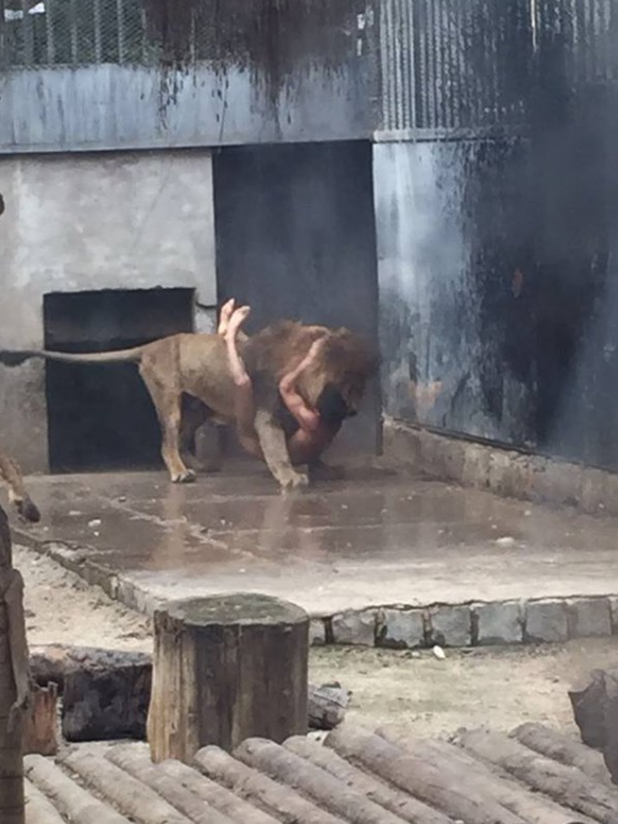 zoo suicida leoni nudo santiago cile - 3