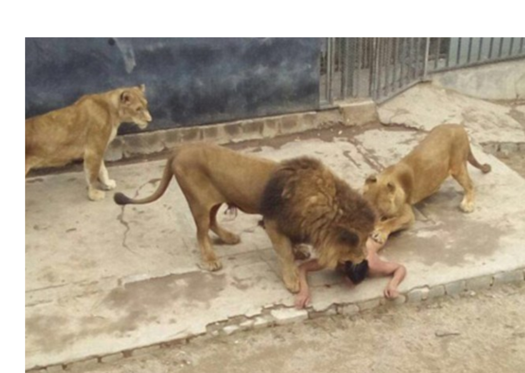 zoo suicida leoni nudo santiago cile - 4