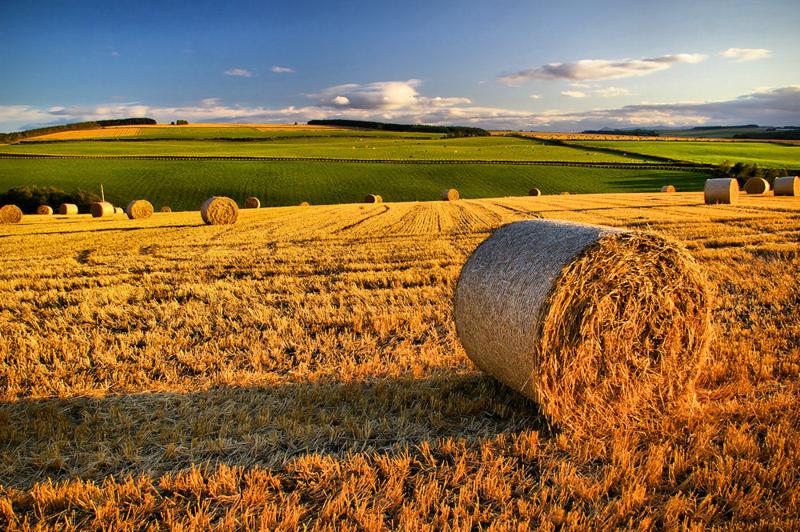 Braccia tornate all'agricoltura article-post