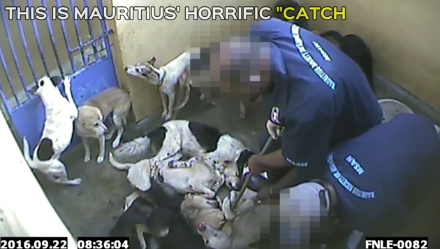 Il massacro dei cani randagi alle Mauritius article-post