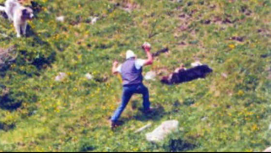 Accusati di aver ucciso il cane a bastonate, assolti perché il fatto non sussiste article-post