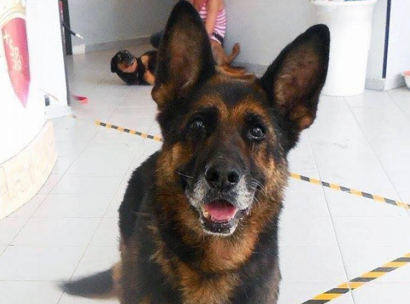 I cani randagi in Italia article-post
