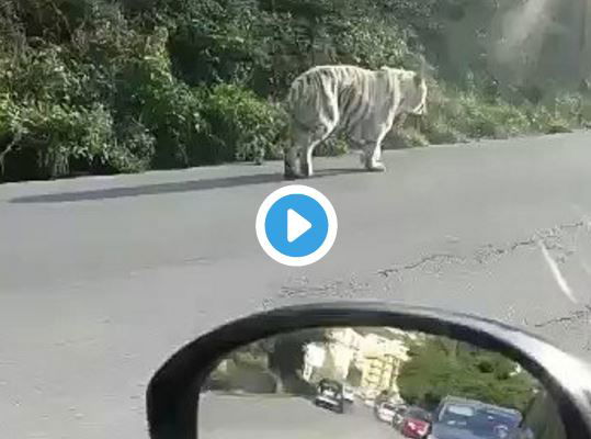 tigre bianca monreale