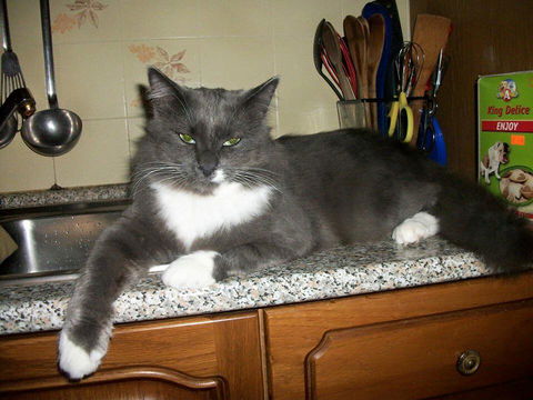 La storia del gatto Ghisby torturato a morte preview