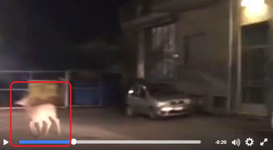 Il cervo che si aggira per le strade di Torino Nord article-post