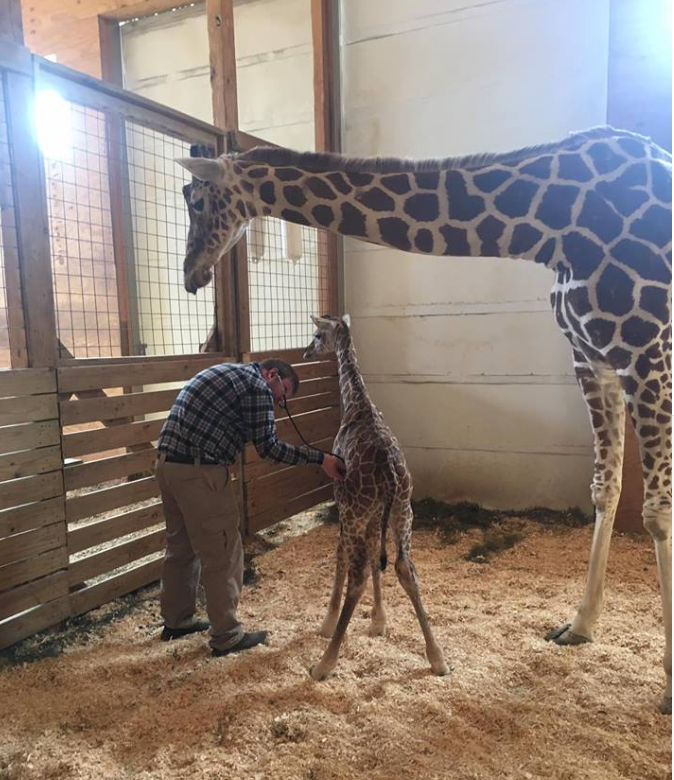 Se la gggente vuole insegnare allo zoo come si cura una giraffa article-post