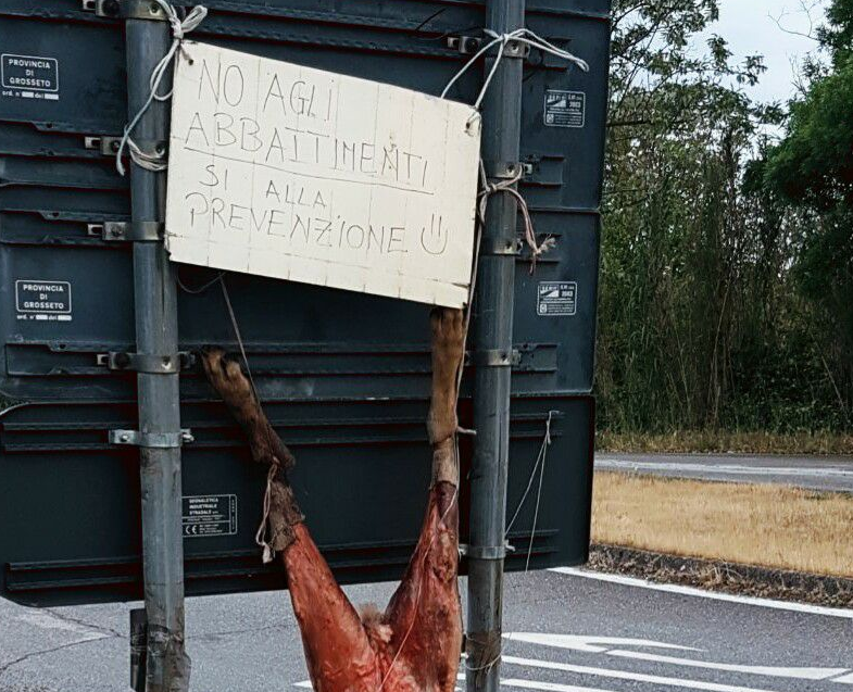 Il lupo scuoiato e appeso ad un cartello a Suvereto article-post