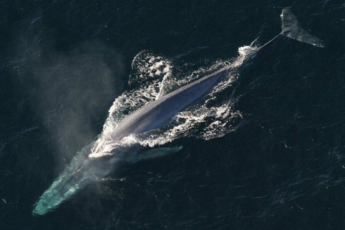 latina blue whale inchiesta procura - 2