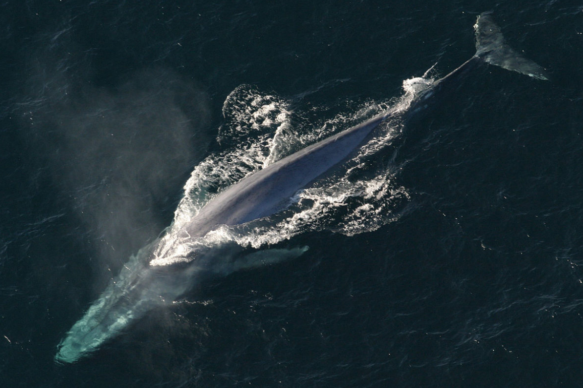 Cosa c'è dietro l'inchiesta italiana sulla Blue Whale a Latina article-post
