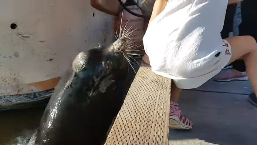 Il leone marino che trascina una bambina nell'acqua article-post