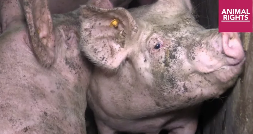 La storia dietro il video dei maiali bolliti vivi article-post