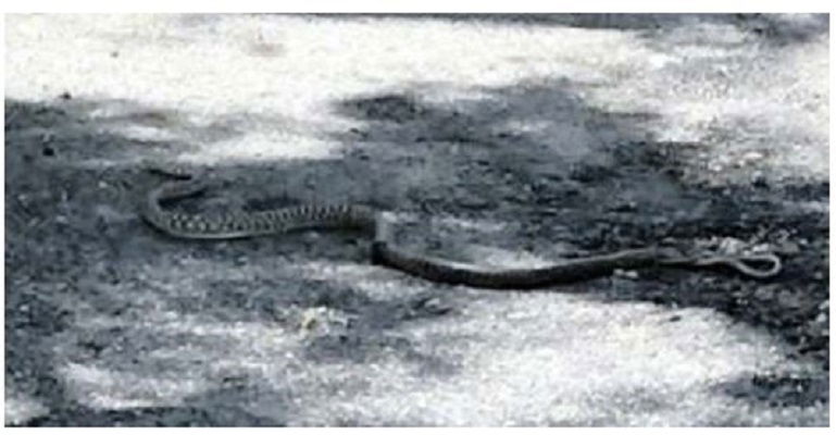 Quelli che si trovano un serpente sull'automobile article-post