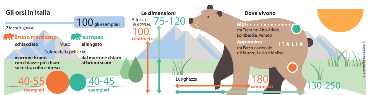 orso kj2 trentino cadine trento aggressione - 1