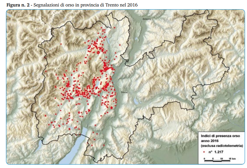 orso kj2 trentino cadine trento aggressione - 3