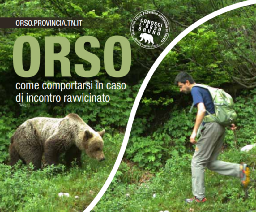 Il caso dell'orsa KJ2 accusata dell'aggressione a Cadine article-post