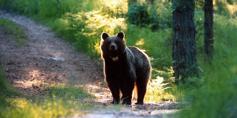 La storia dell'uomo aggredito dall'orso ai laghi di Lamar article-post