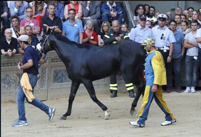 Tornasol: il cavallo che rifiuta di correre il Palio di Siena article-post