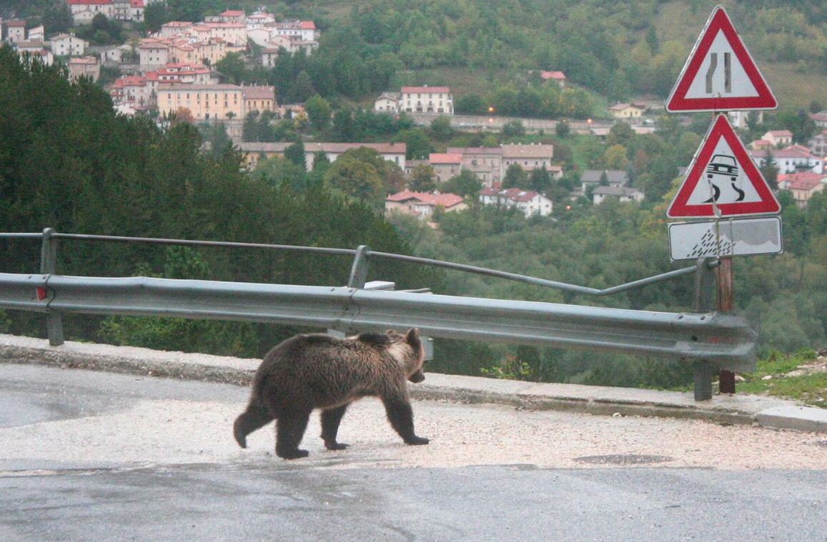 orsa amarena bisegna parco nazionale abruzzo pnalm - 2