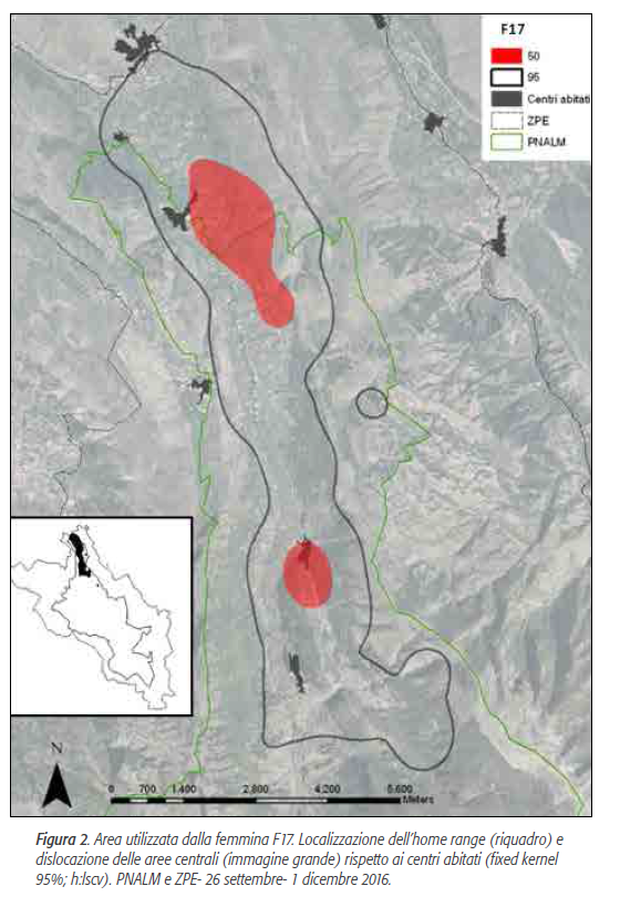 orsa amarena parco nazionale abruzzo orso marsicano - 2